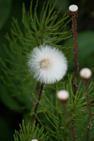 爱琴岛论坛 爱琴岛论坛